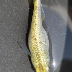 メダカ　爆産につき期間限定値下げ　道三めだか様作出　ヒミツヘイキ　画像の親魚から産まれた有精卵　35個を出品致します！の画像