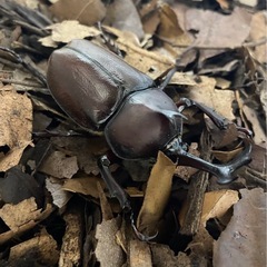 自家ブリード個体 国産カブトムシ ♂ 単品⑤