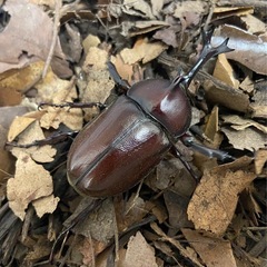 自家ブリード個体 国産カブトムシ ♂ 単品⑦