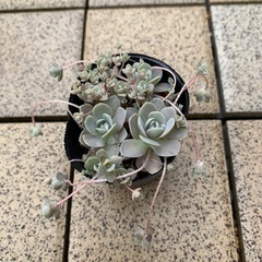 子持ち蓮花　多肉植物