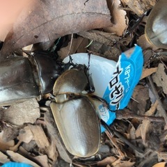 自家ブリード 国産カブトムシ ♀ 単品⑤