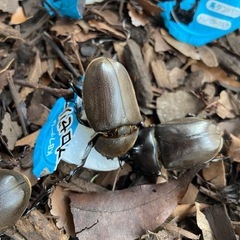自家ブリード 国産カブトムシ ♀ 単品⑥