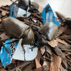 自家ブリード 国産カブトムシ ペア④