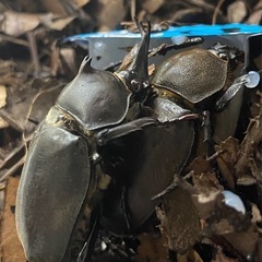 自家ブリード 国産カブトムシ ペア⑤