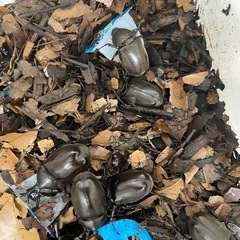 自家ブリード 国産カブトムシ ペア①