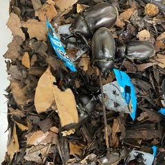自家ブリード 国産カブトムシ ペア②