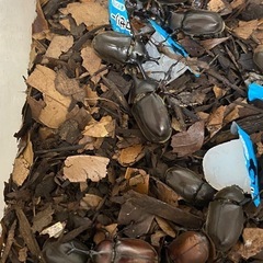 自家ブリード 国産カブトムシ ペア⑥