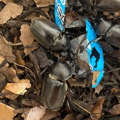 自家ブリード 国産カブトムシ ペア⑦