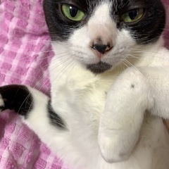 白猫ママ猫