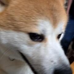 【正式譲渡決定！！】可愛いのにパワフルでやんちゃな翔です！秋田犬 − 長野県