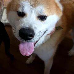 【正式譲渡決定！！】可愛いのにパワフルでやんちゃな翔です！秋田犬 - 犬