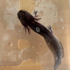 ウーパールーパー　当歳　アルビノ　ブラックの画像