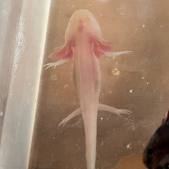 ウーパールーパー　当歳　アルビノ　ブラックの画像