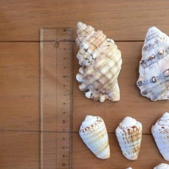 貝殻 詰め合わせ インテリアや水槽にどうぞの画像