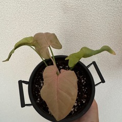 シンゴニウム　鉢ごとの画像