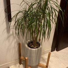 ドラセナ コンシンネ　観葉植物　陶器製の高級鉢カバー付き　フラワースタンド付きの画像