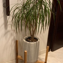 ドラセナ コンシンネ　観葉植物　陶器製の高級鉢カバー付き　フラワースタンド付きの画像