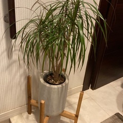ドラセナ コンシンネ　観葉植物　陶器製の高級鉢カバー付き　フラワースタンド付きの画像