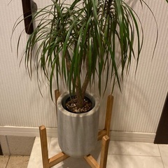 ドラセナ コンシンネ　観葉植物　陶器製の高級鉢カバー付き　フラワースタンド付きの画像