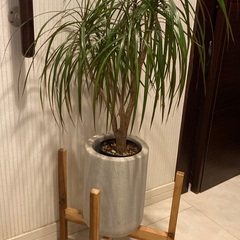 ドラセナ コンシンネ　観葉植物　陶器製の高級鉢カバー付き　フラワースタンド付きの画像