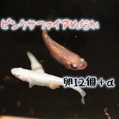 ピンクサファイアメダカの卵  12個