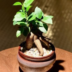 観葉植物　ガジュマル　高さ20cm　おしゃれな鉢と受け皿付き