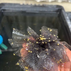 　メダカの卵。令和黒ラメ幹之サファイア の画像