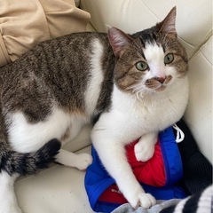 里親募集です