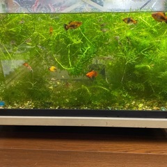 🍀水草🍀アナカリス