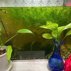 🍀水草🍀マツモ🍀