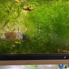 🍀水草🍀ナヤス
