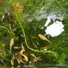 🍀水草🍀ナヤスの画像