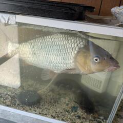 どなたか育てて下さい。