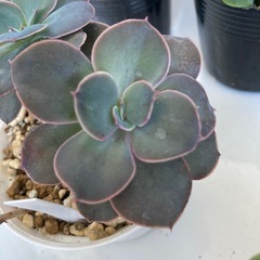 多肉植物　リコの画像