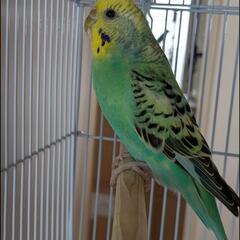 インコ