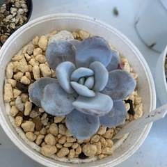 多肉植物　ラウイ
