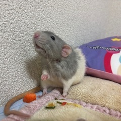 ファンシーラット オス