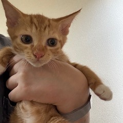 茶トラの子猫🐱