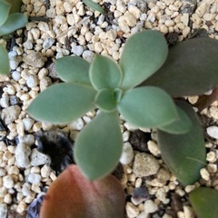 多肉植物　リコ　抜き苗