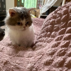 ラムキン
