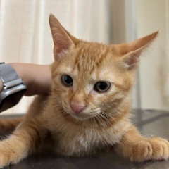茶トラの子猫🐱