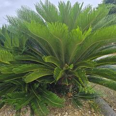 植木 いろいろ販売の画像