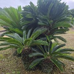 植木 いろいろ販売の画像