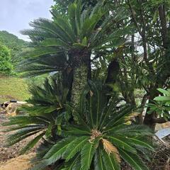 植木 いろいろ販売の画像
