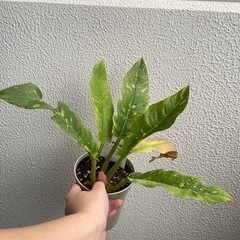 フィロデンドロン　リングオブファイア