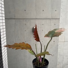 フィロデンドロン　キャラメルマーブル