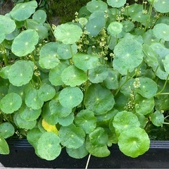 水草　無農薬　ウォーターマッシュルーム　大量の画像