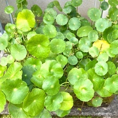 水草　無農薬　ウォーターマッシュルーム　大量の画像