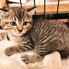 幼い迷い猫が産んだ仔猫ちゃん