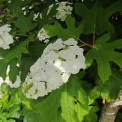 アジサイ好きな方！柏葉アジサイ(一重)の画像